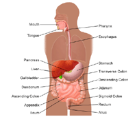 Click Image to Enlarge Illustration of the anatomy of the digestive system, adult