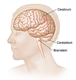 Side view of head and brain, with labels showing cerebrum, cerebellum, and brainstem.