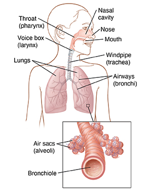 Front view of child outline showing respiratory anatomy. Inset shows closeup of bronchiole and alveoli.